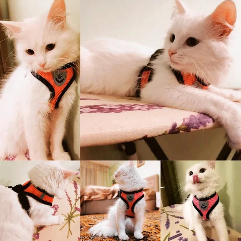 Cat's Leash / Body Harness