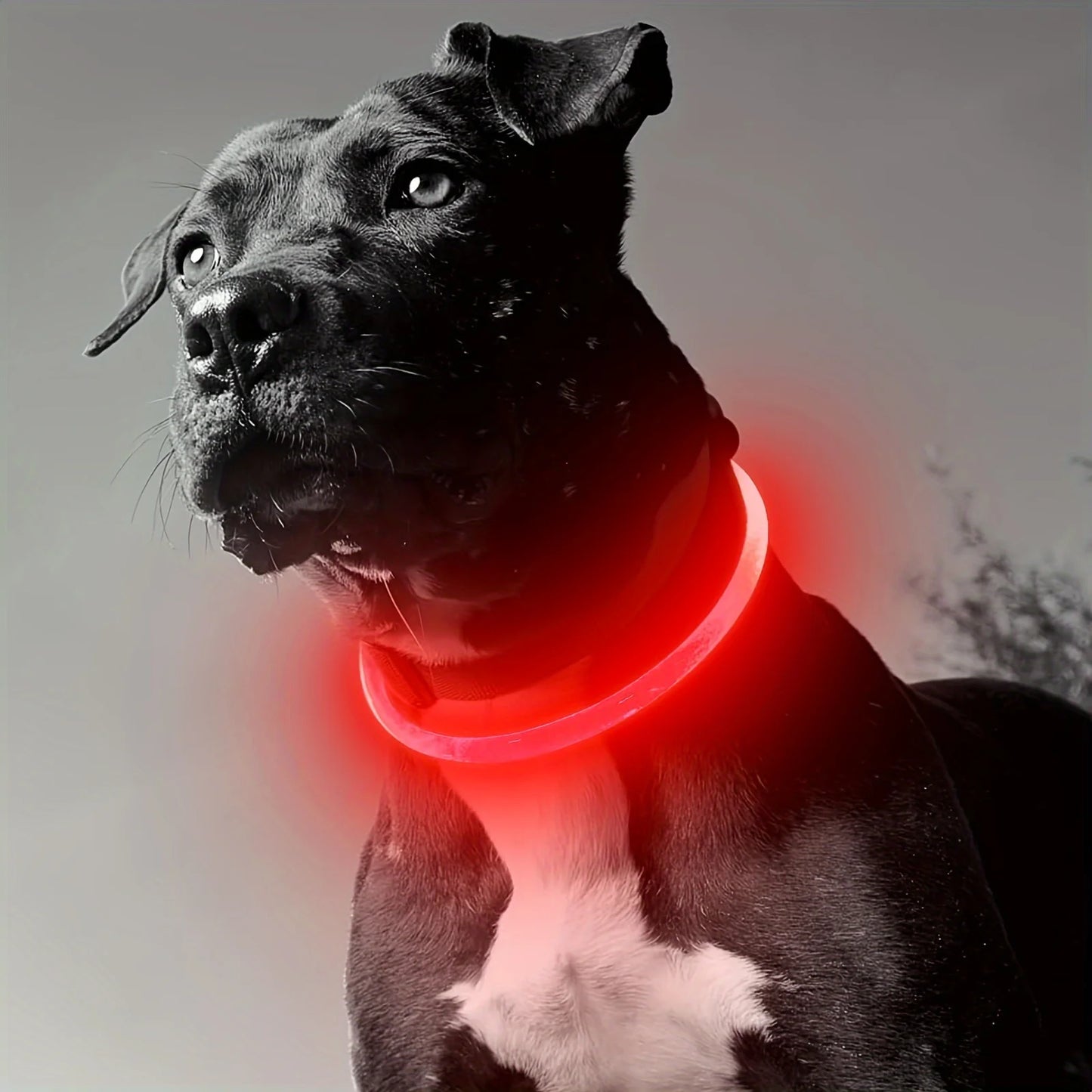 #Pet Dog LED Light Collar Luminous Anti-Lost Dog Collar USB Rechargeable Dog Necklace Collar